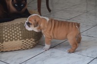 /album/bulldog/a023-jpg/