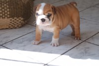 /album/bulldog/a024-jpg/