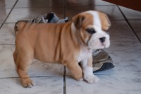 /album/bulldog/a025-jpg/