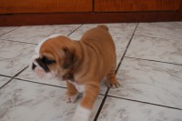 /album/bulldog/a041-jpg/