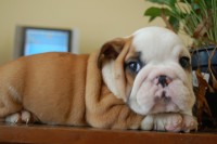 /album/bulldog/a738125-517977048232693-2132266739-o-jpg/