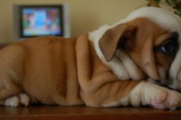 /album/bulldog/a738125-517977054899359-1442781245-o-jpg/