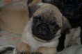 /album/pug/a278374-228581443838923-100000612078156-753489-1889263-o-jpg/
